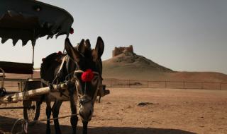 西出阳关无故人上一句 西出阳关无故人上一句