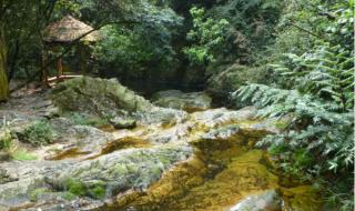 广州去肇庆鼎湖山攻略