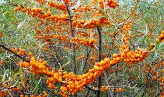 沙棘原浆从哪里买到正品的