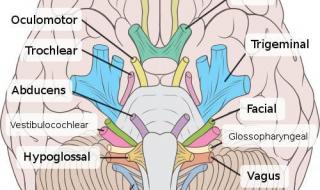脑干胶质瘤能活多久