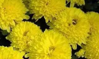 清明节怀念天堂父母的短句