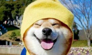 一脚腾飞是什么生肖