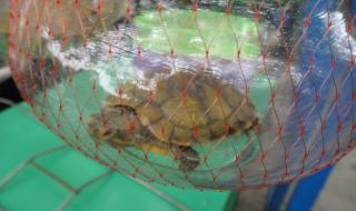 华南虎和东北虎的区别