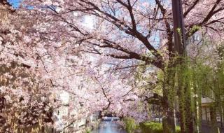 写清明节的古诗十首 写清明节的古诗十首