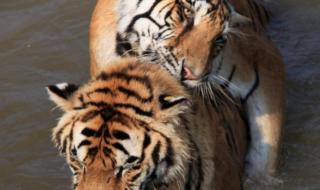 华南虎和东北虎的区别