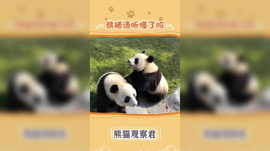 科普知识“熊猫究竟有没有挂”(作弊)辅助透视教程