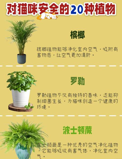 盆栽改善空气质量(50种盆栽净化空气排名)