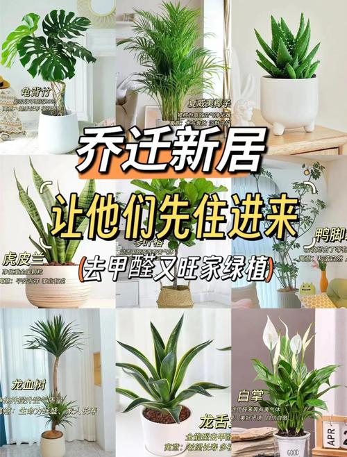 盆栽改善空气质量(50种盆栽净化空气排名)