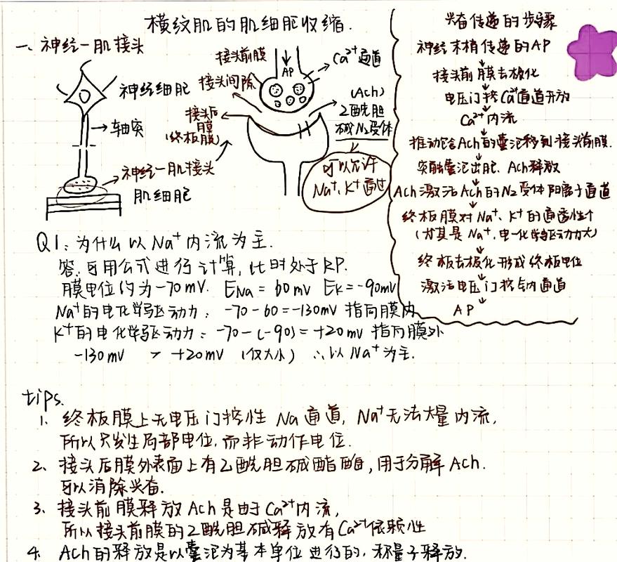 写作的生理学（写生理论）