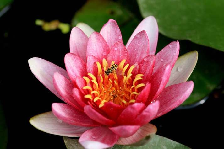 未经修饰的表达（不经修饰的意思）